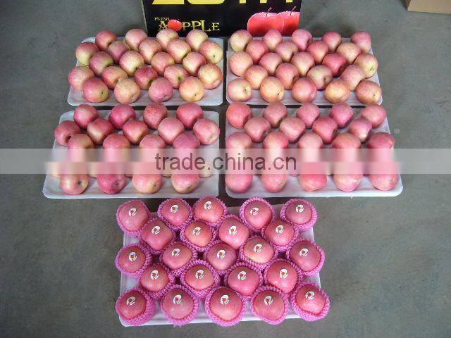 Fresh Fruit Apple for India Market