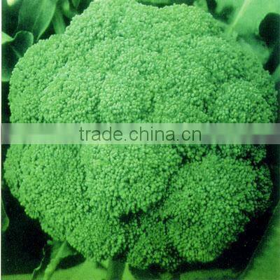 High Yield Chinese F1 Hybrid Purple Broccoli Seeds