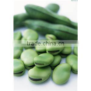 2014 New Broad bean Extract Powder, Broad bean Extract, Broad bean Protein