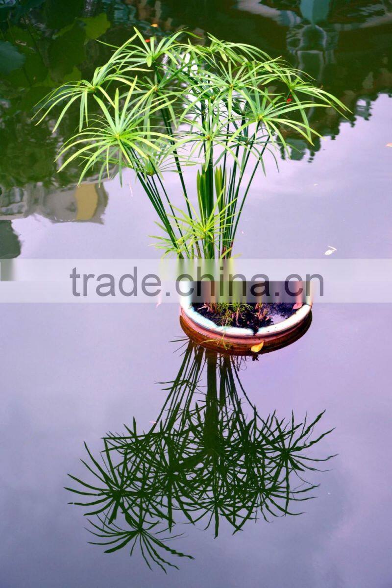 fishscale bamboo bonsai