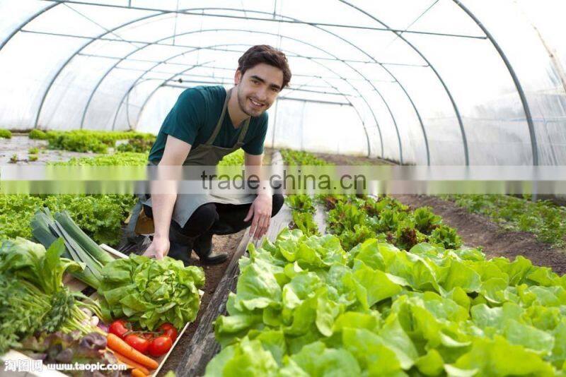 colorful pp baler twine,string,pp twine,string for packing vegetables