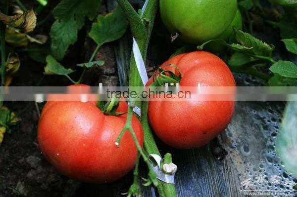 100% Biodegradable white plastic mulch film,clear plastic film for agriculture