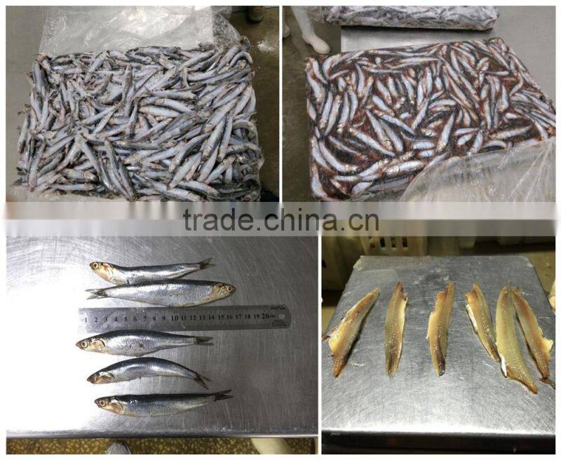 Good Quality Frozen Whole anchovy