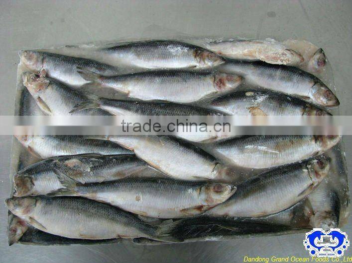 seafood IQF frozen herring fillet