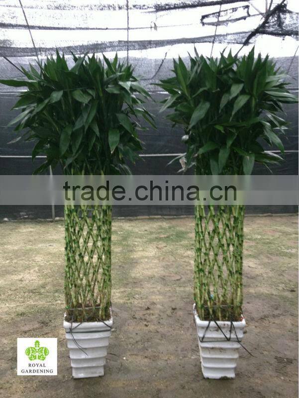 Lucky bamboo ( Dracaena Sanderiana) square shape as indor plant