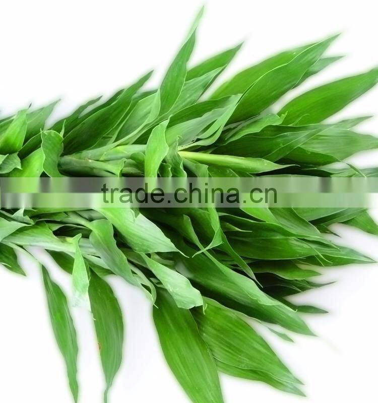 natural lucky bamboo A grade cut fresh from Yunnan