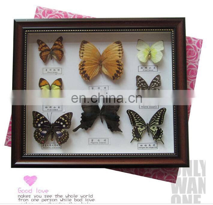 Dried real frame real butterfly