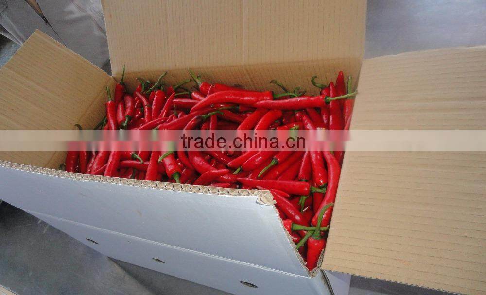 Big Red Chili exporting Vietnam