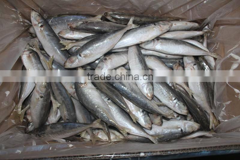 frozen small eyes round scad fish