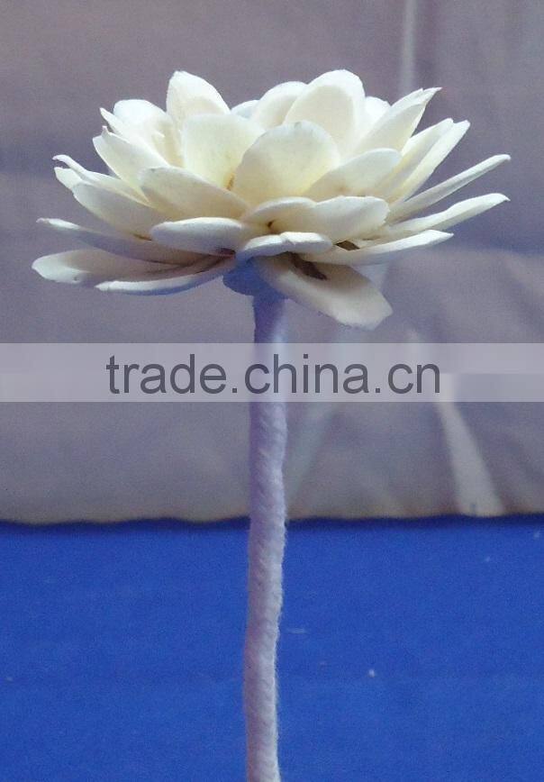 Sola flower