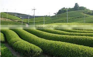 Japanese Green Tea Organic Genmaicha with Matcha Tea Bag