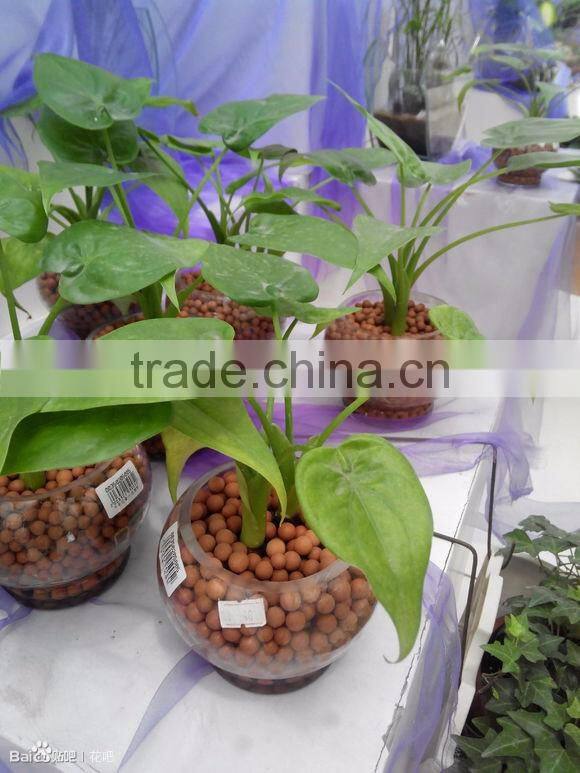 Aquaculture lightweight clay pebbles Aquatic vegetable /LECA /leca thailand
