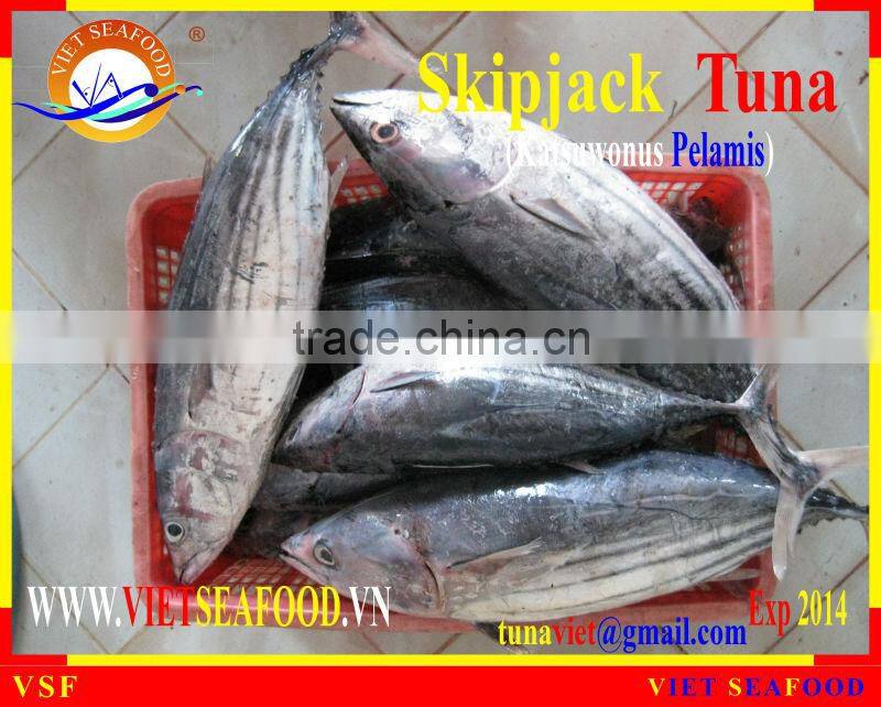 FROZEN SKIPJACK TUNA WHOLE ROUND