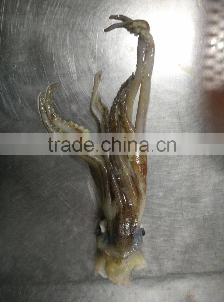 Frozen Squid Head/Tentacles