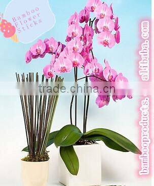 Dried Bamboo Sticks for Nursery