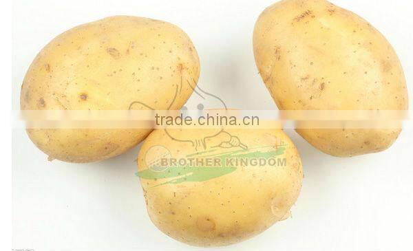 Wholesale potato/Potato low price/ Fresh potato from China