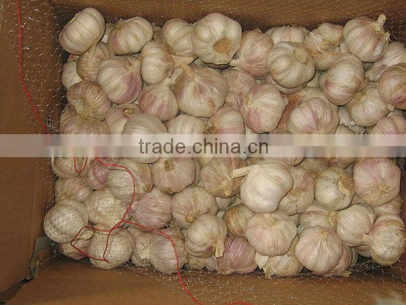 JInxiang China Fesh Pretty Garlic