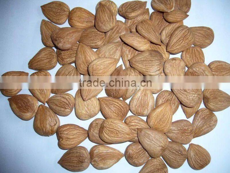 Best sale for Apricot Kernel with different type
