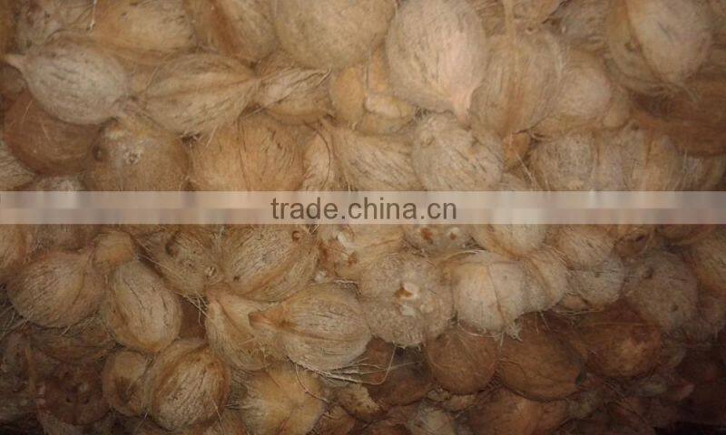 Fresh Indian Cocounts