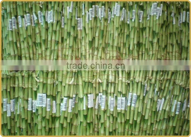 DRACAENA SANDERIANA 10cm-80cm straight lucky bamboo bonsai hot sale in USA market indoor ornamental water aquatic plants