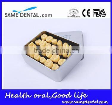 2 Times Tooth Model Dental Eduction School Teaching Dental Model