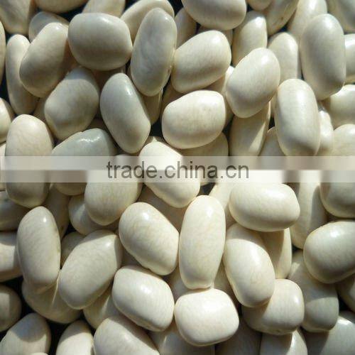 2015 crop kidney bean