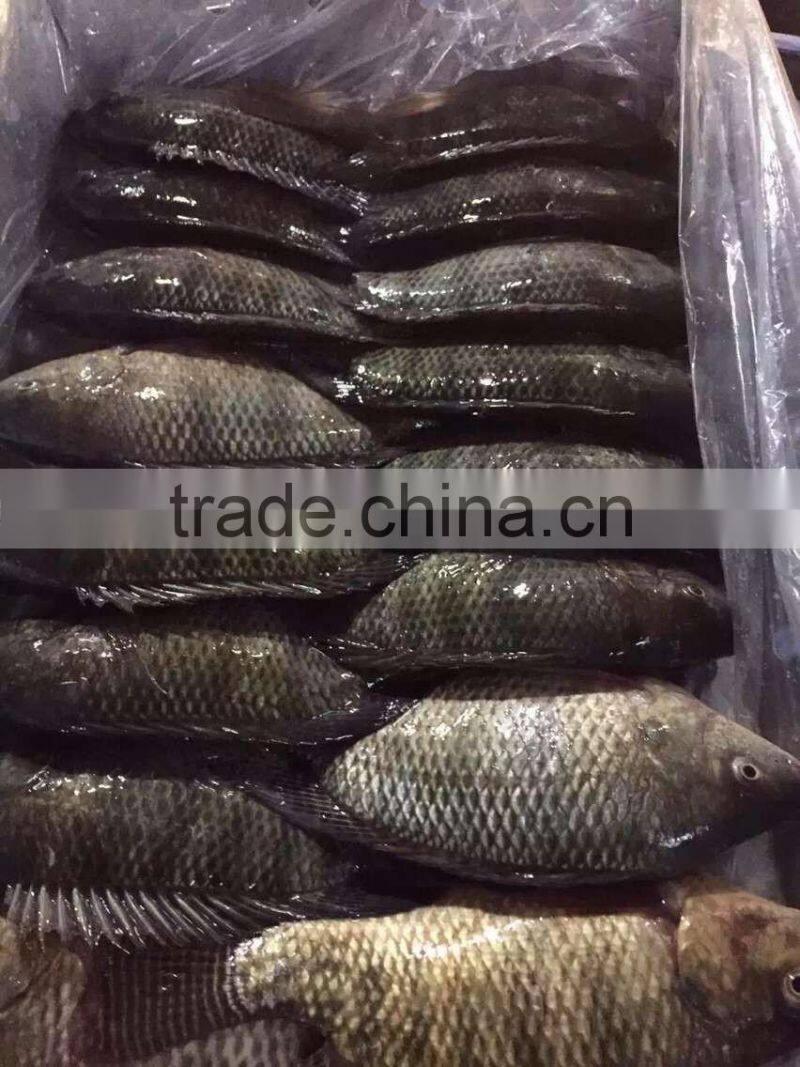 Quality Sea Fish from China- Frozen Tilapia fish