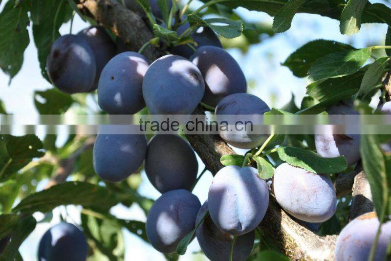 Prunes Multiple layer continuous type mesh belt dryer