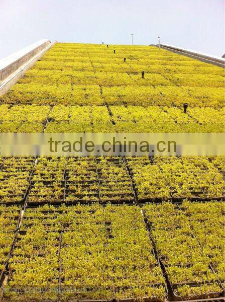 2014 new rooftop gardening product, plastic rooftop garden planters system