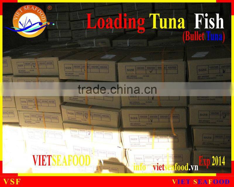 LOADING WHOLE ROUND BULLET TUNA