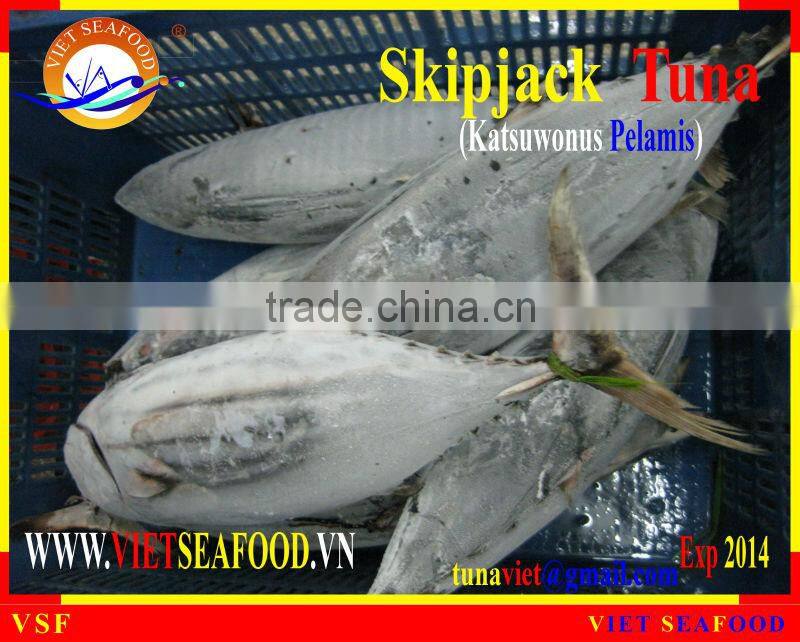 FROZEN SKIPJACK TUNA WHOLE ROUND