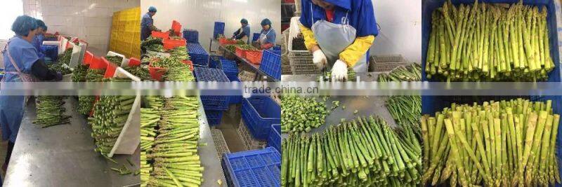 frozen green asparagus cuts