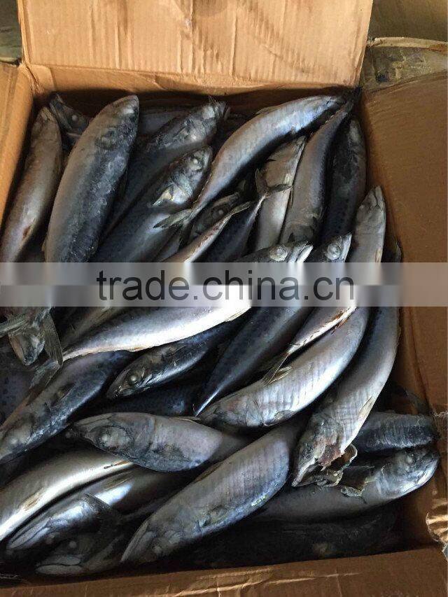 good quality pacific mackerel on sale