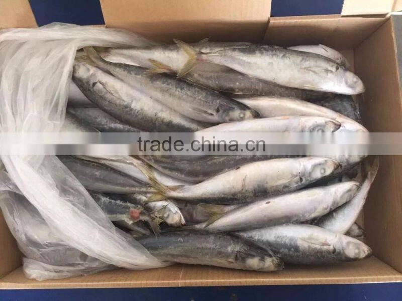 Seafood supplied Whole Japanese scad Decapterus maruadsi