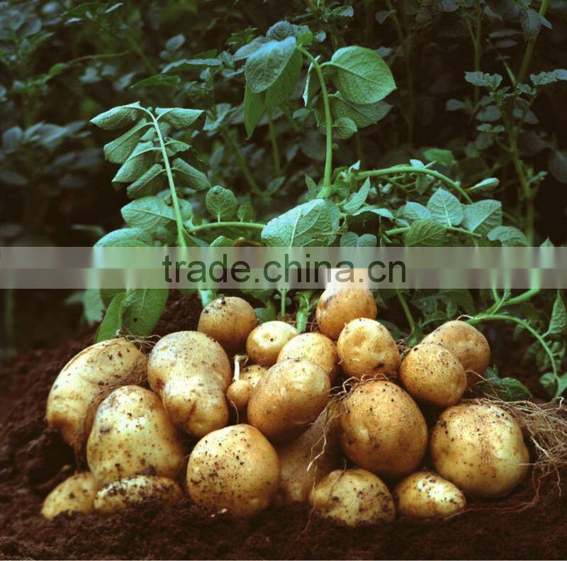 Chinese Fresh Potato