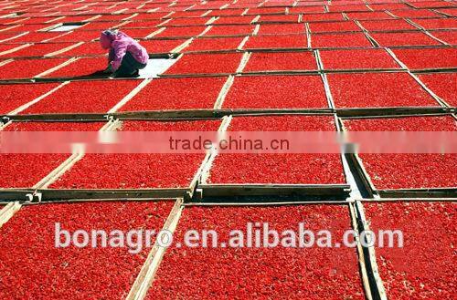 2013 new crop nutrition & regimen dried goji berry good for people