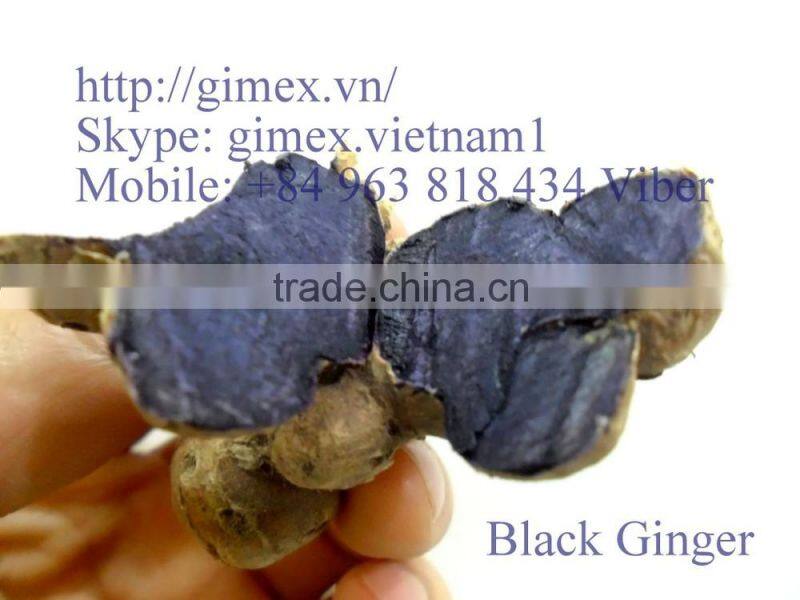 GIMEX VIET NAM PURPLE GINGER