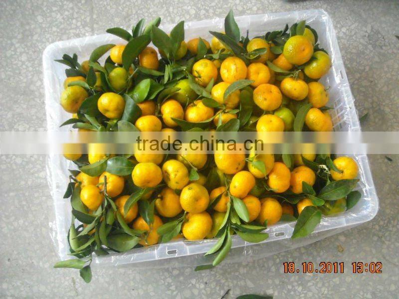 Fresh Mandarin Orange with Factory Wholesales Price