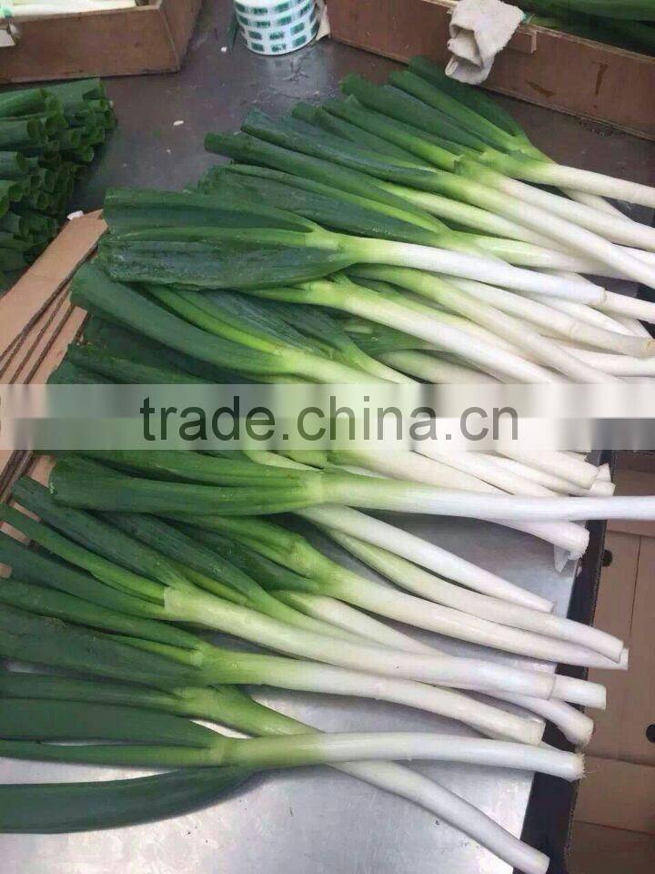 Fresh Onion Long Type Green Onion