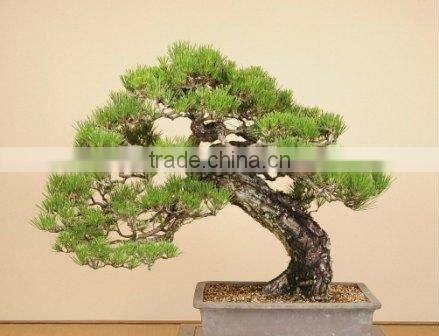 Big Live Plant Bonsai