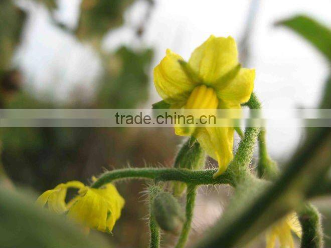 Best selling Vietnam canned pickled cucumbers 6-9 cm in brine in glass jar by HAGIMEX