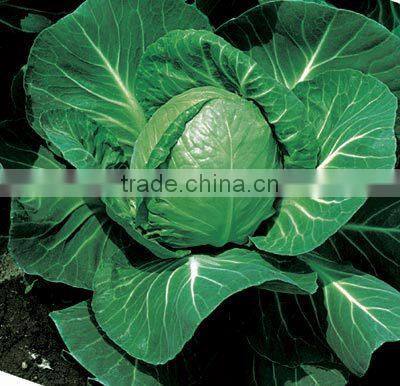 C40 ZG no.11 early maturity f1 hybrid 50 days round cabbage seeds