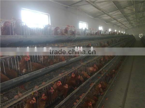 Automatic layer chicken cages, poultry farm cage for 120 chickens