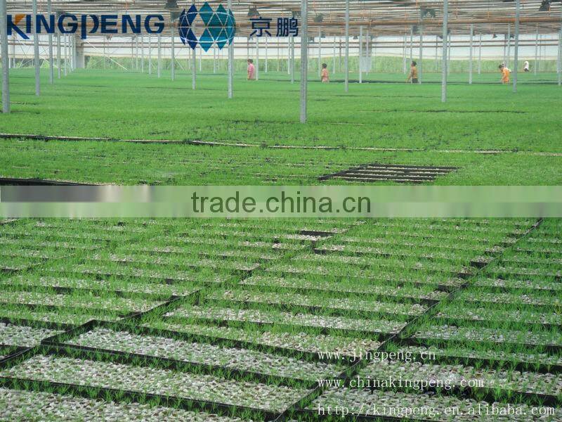 Commercial Plastic Film Greenhouse For Agriculture