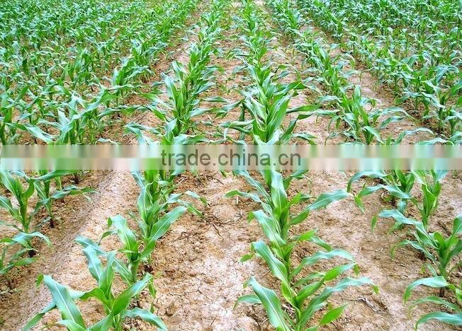 5% discount manual corn seeding machine