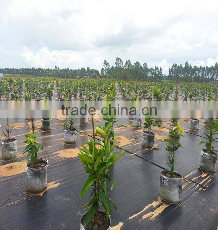 PP ground cover,weed barrier Fabrics, weed mat in strawberry garden