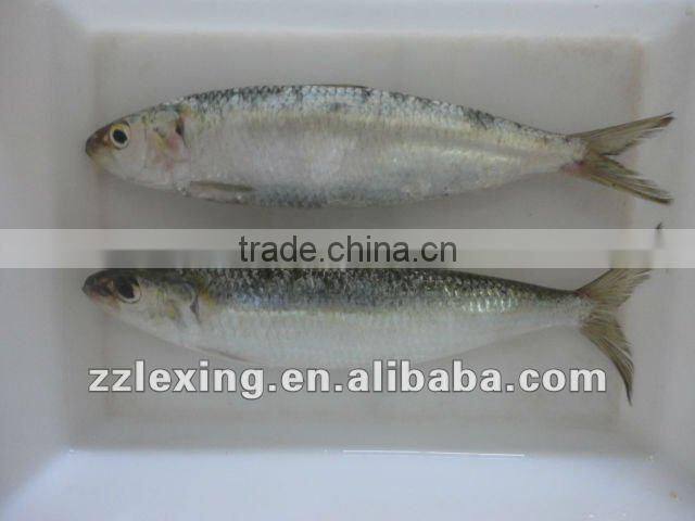 frozen sardine fish