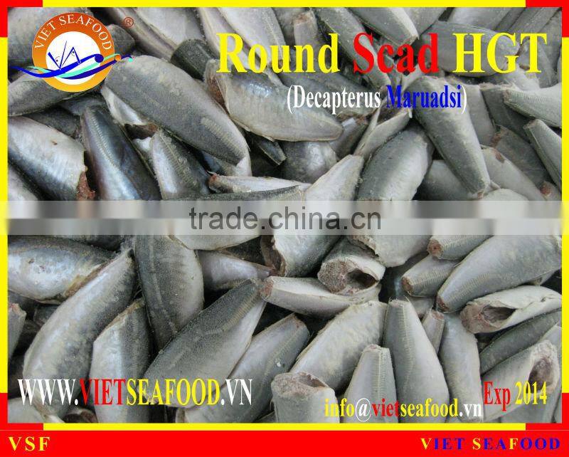 FROZEN ROUND SCAD HGT