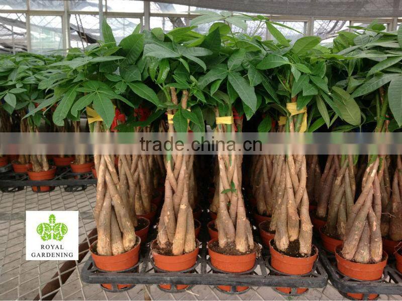 Pachira aquatica five braided