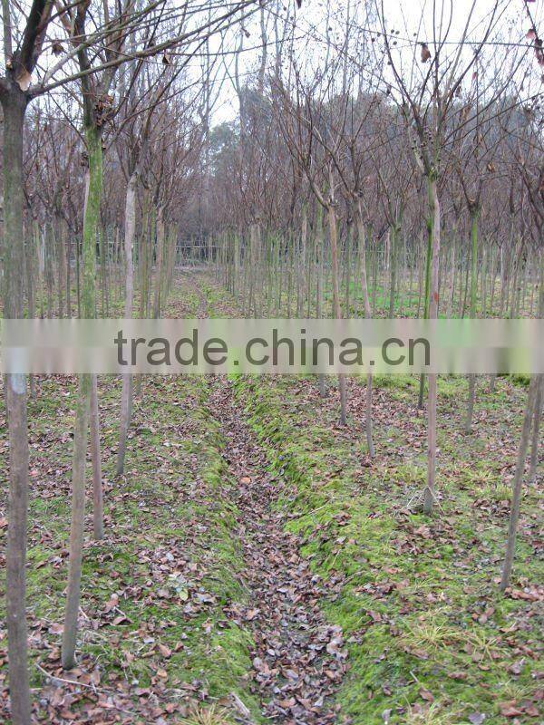 lagerstroemia indica